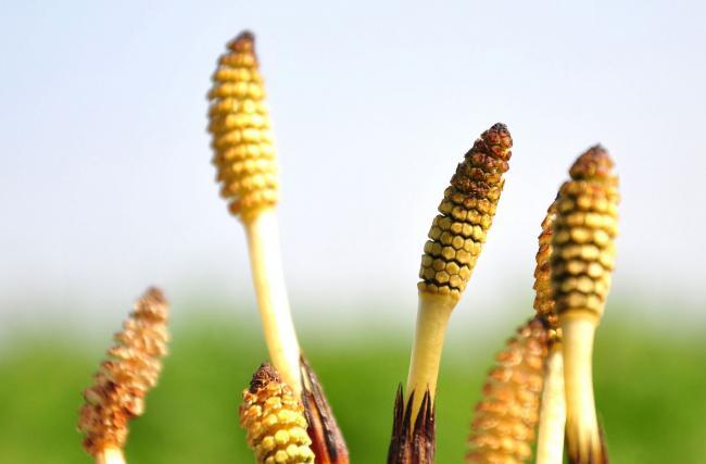 Equiseto: Il Minerale Vegetale Essenziale per Capelli Forti e Resistenti
